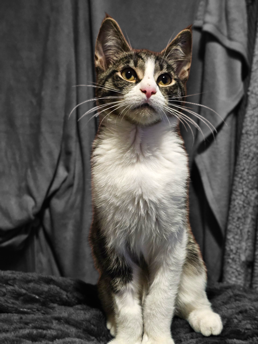 Devoted and loyal, handsome Louis is looking for a human to call his own.