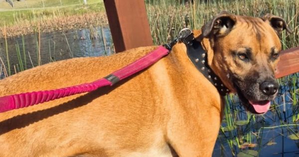 Eurobodalla Animal Welfare League's Pets of the Week: Meet Puppas and Louis!