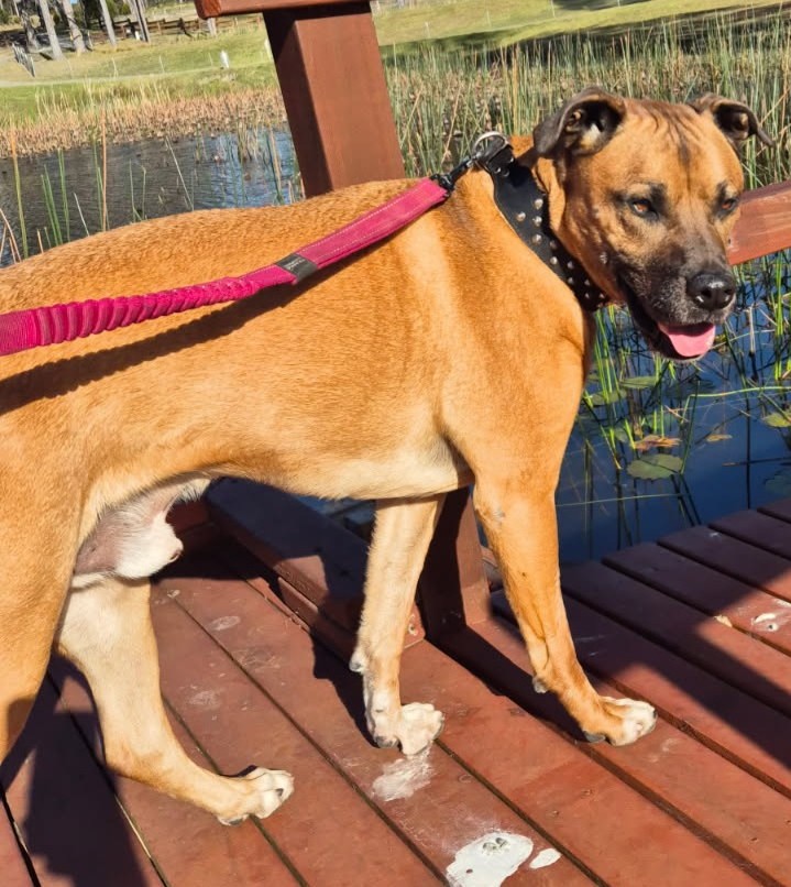 Much-loved Puppas came into care after his owner had to enter supported living - now he's looking for a second chance.
