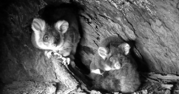 How a baby greater glider became a 'a symbol of hope' for a southeast population doing it tough