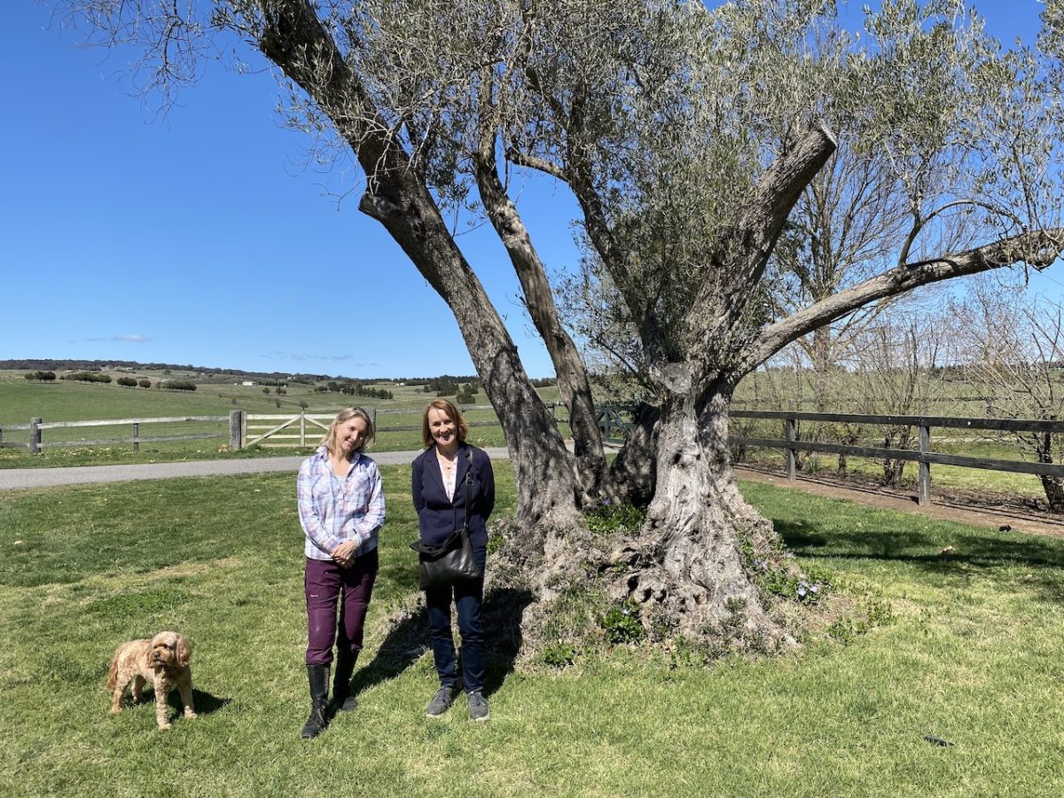 Rossiville owner Georgina Chambers, her Cavoodle Chester and garden designer and horticulturalist Lorna Vallely near an olive tree at the property’s entrance, believed to be 200 years old.