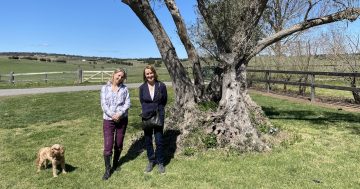 Reviving a Corsican’s French country garden at Rossiville
