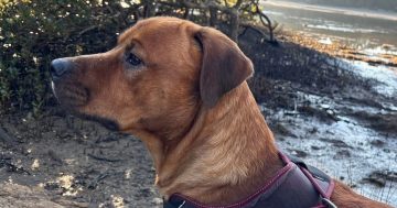 Eurobodalla Animal Welfare League's Pet of the Week: Meet Wally!