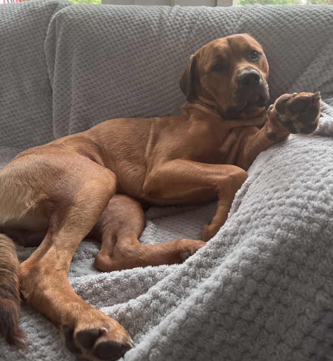 A brown kelpie mix sitting on a grey couch