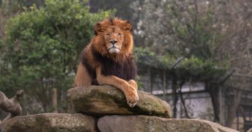 The (big) cat's whiskers: Special day to celebrate community at South Coast wildlife park