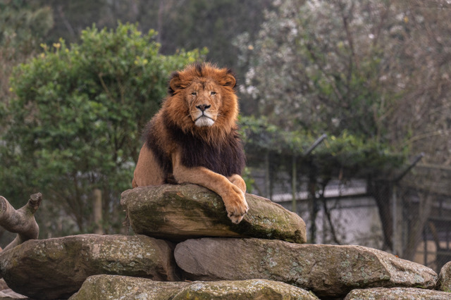 lion