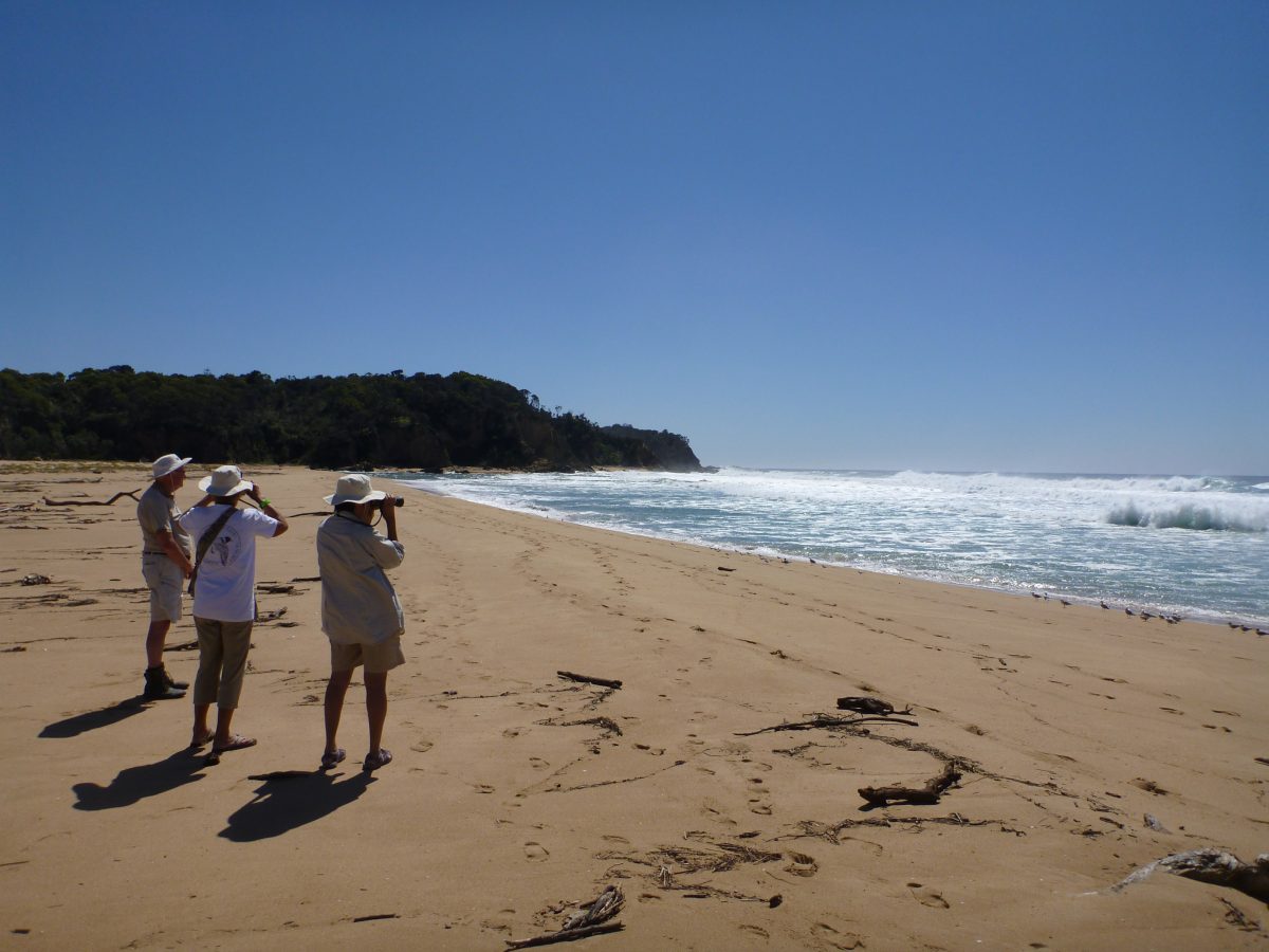 For 25 years, South Coast shorebirds have been kept safe under the watchful eye of volunteers.