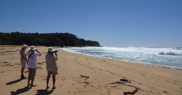 How 19 years of beach walks have brought a species back from the brink