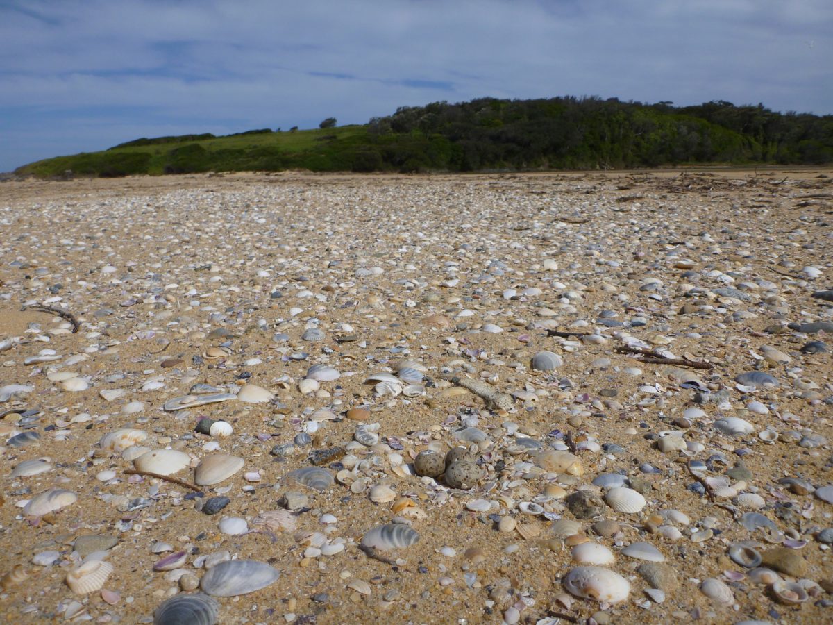 Shorebird eggs sitting on a beach, surrounded by rocks and shells