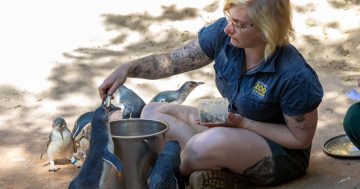 More than poop and hugs: see what it takes to be a zookeeper