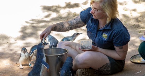 More than poop and hugs: see what it takes to be a zookeeper