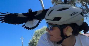 The Canberra cyclist putting her ears on the line to test your magpie myths