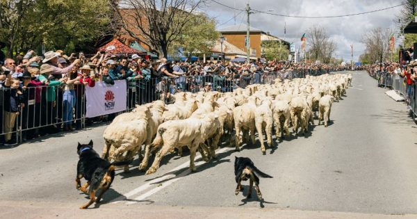 Boorowa bursts into life with sheep, touch of the Irish this weekend
