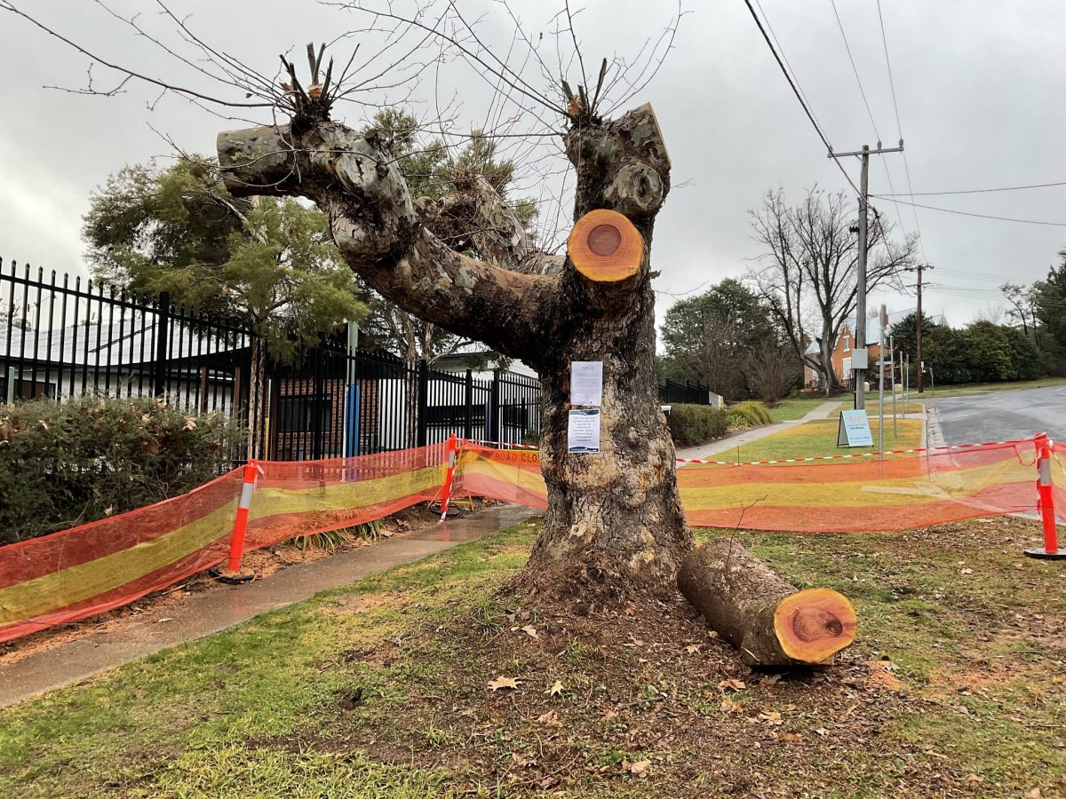 Community advocates urged Yass Council to keep the trees.