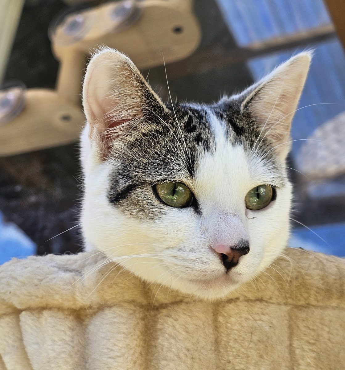 Fabulous kitten Bee is a born entertainer who oozes charm and good looks. Can you give this superstar the lifestyle she deserves?