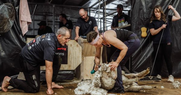 Yass woman shears 500 sheep to enter history books with second world record