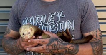 A ferret named Search Warrant gets the job done underground