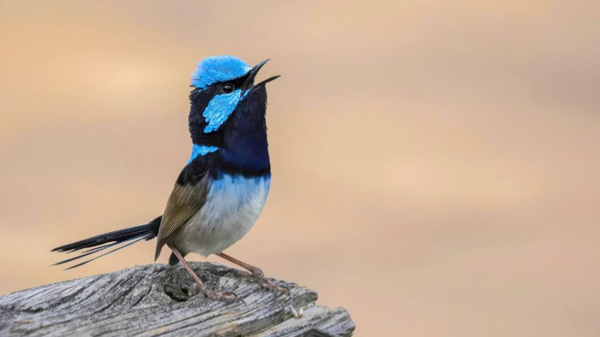Photo exhibition: Through the lens with Marg Craig - Narooma