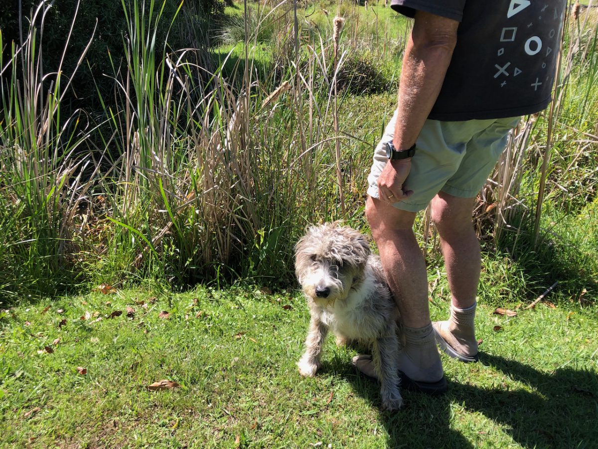a man with his dog at the edge of a creek