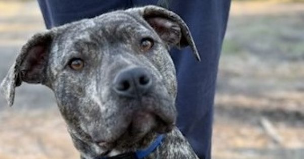 Eurobodalla Animal Welfare League's Pets of the Week: Meet Lulu and Rose!