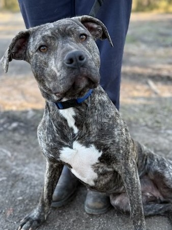 Lulu loves people, dogs, cuddles, and is even good with cats. She just needs someone to love her as much as she will love them.