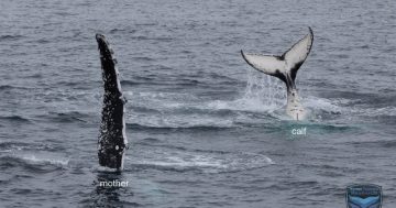 25 years on, researcher still learning about whales in Jervis Bay and Eden