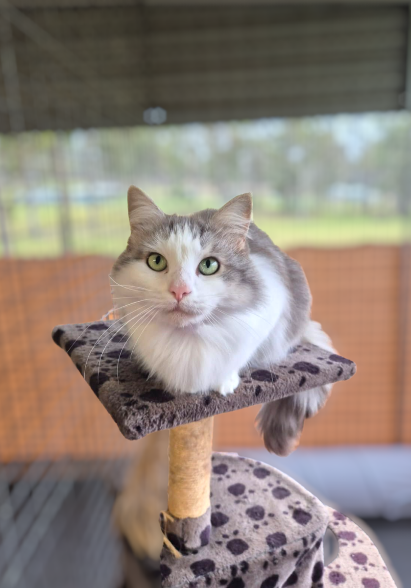 Nala isn't just beautiful.