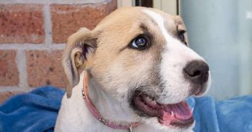 Eurobodalla Animal Welfare League's Pets of the Week: Meet Nutmeg and Sweet Bee!
