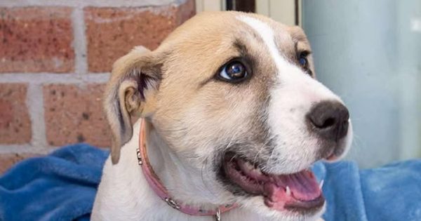 Eurobodalla Animal Welfare League's Pets of the Week: Meet Nutmeg and Sweet Bee!