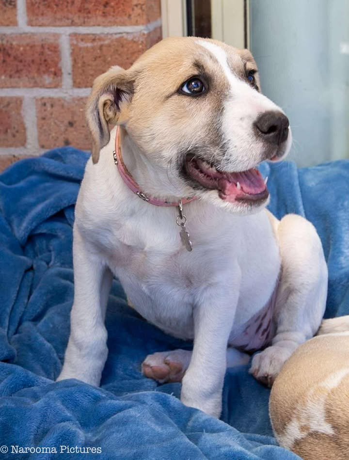 Nutmeg is as sweet as her name, and is the perfect additional ingredient for any loving home.