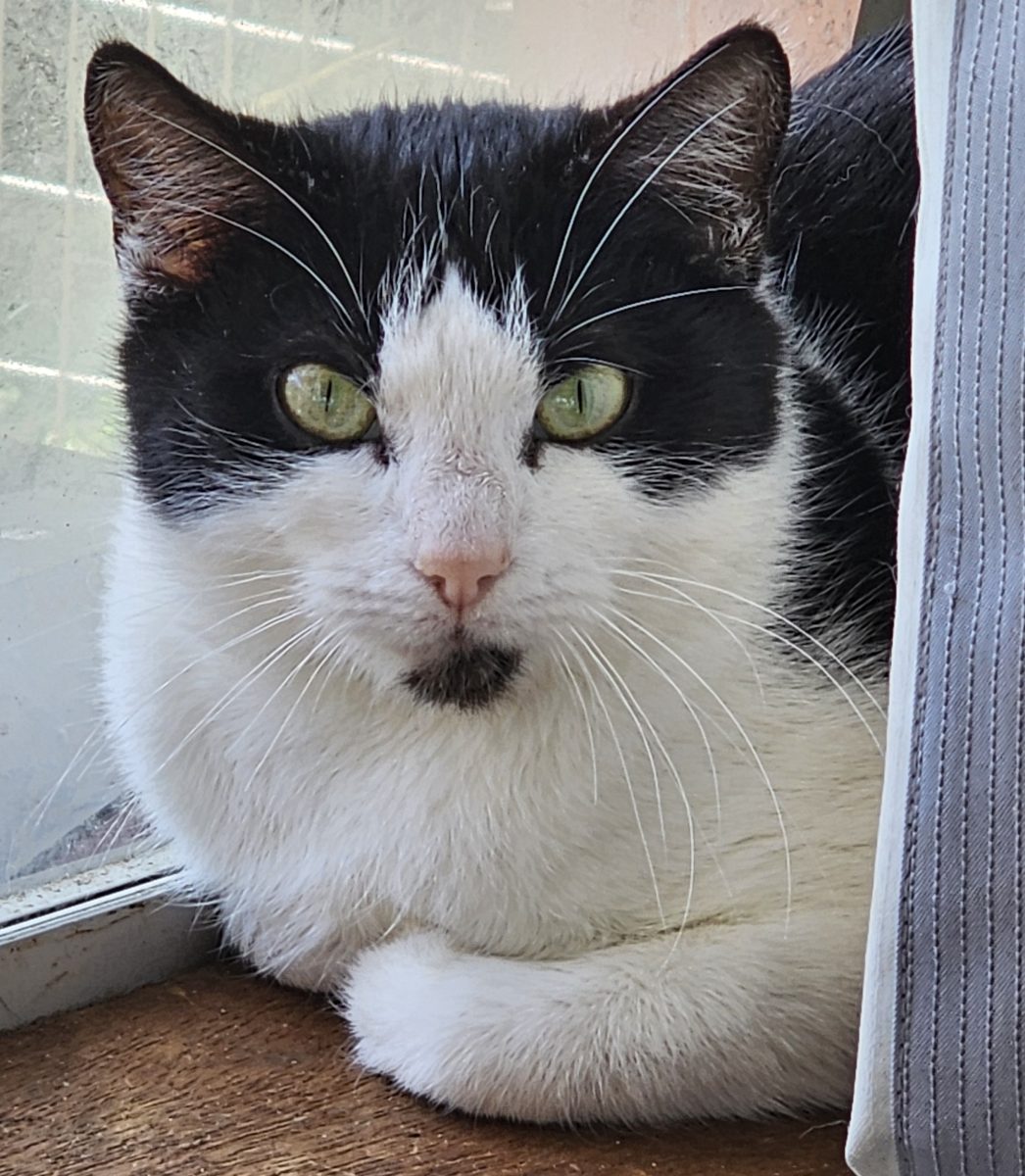 Rose has had a tricky start to life, and is looking for a loving home where she can thrive.