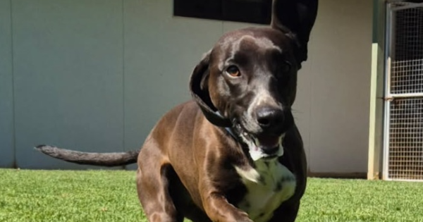 Eurobodalla Animal Welfare League's Pets of the Week: Meet Roxy and Nala!