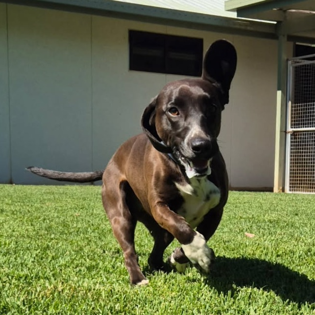 Active, loving Roxy is looking for a home with lots of cuddles and without pocket pets.