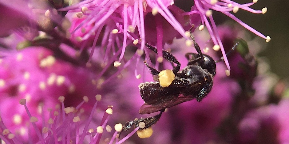 Gardens for Bees, Birds & Butterflies