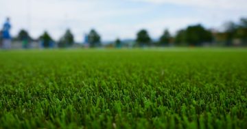 Why artificial grass might be banned in Queanbeyan