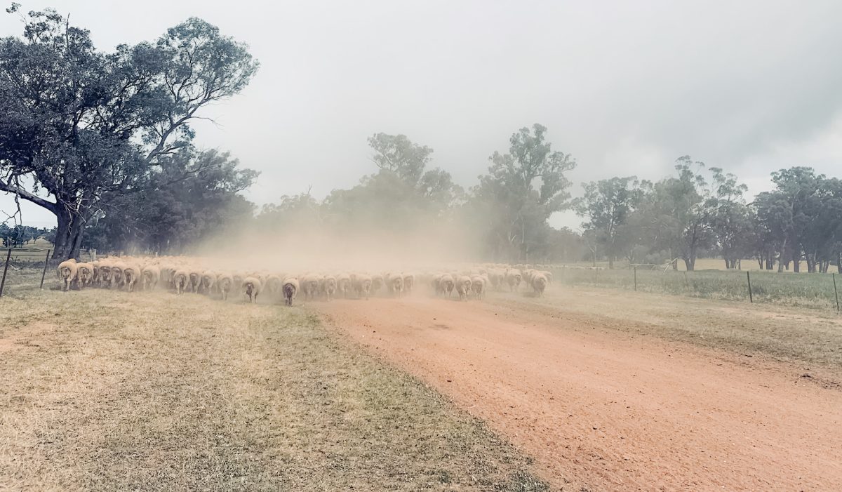 drought/ish picture