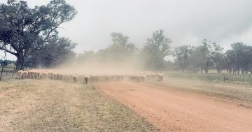 Southern NSW farmers demand immediate relief in face of worsening drought