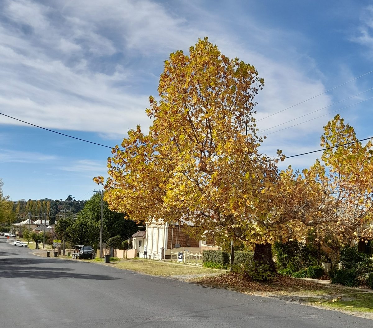 One of the trees, photographed at an earlier date.