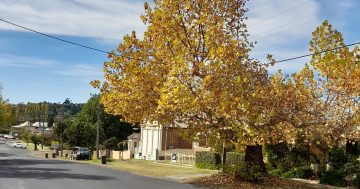 Yass Council backflips on plan to cut down historic trees after community campaign