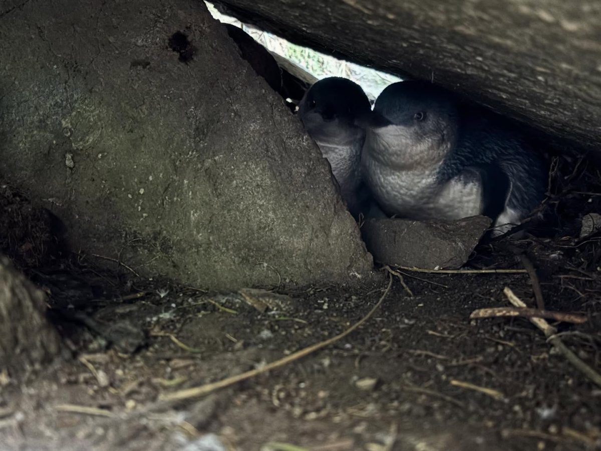 Two penguins huddled together under a rock