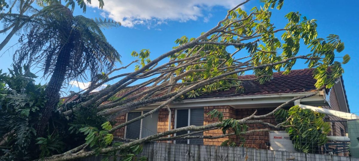 A tree lying on a house's roof