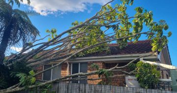 'Windstorm' rips off roof, brings down trees in coastal NSW