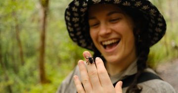 Christmas beetles, ants and bogong moths among targets of bug hunt