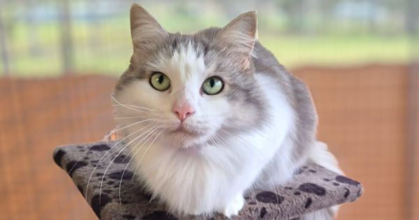 Eurobodalla Animal Welfare League's Pets of the Week: Meet Roxy and Nala!