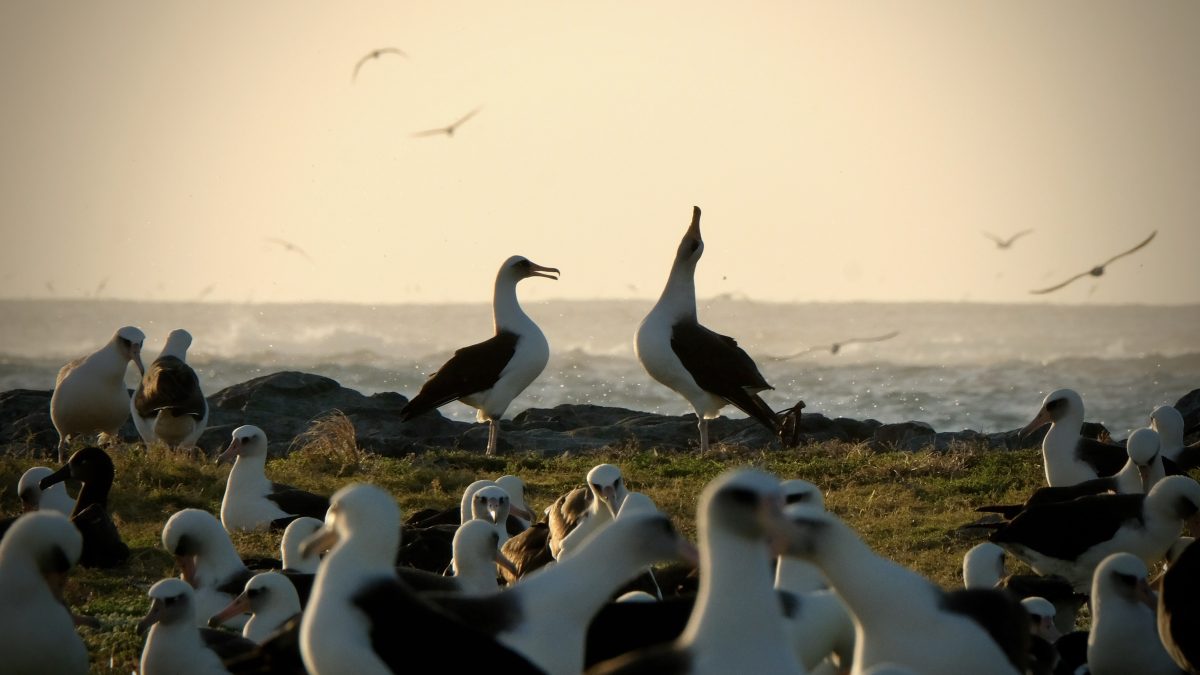 albatrosses