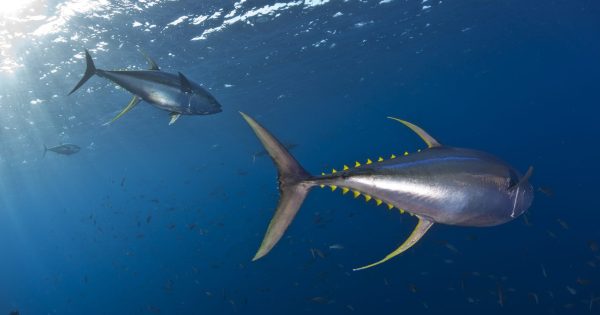 Message of hope in latest Attenborough film on the ocean coming to Narooma