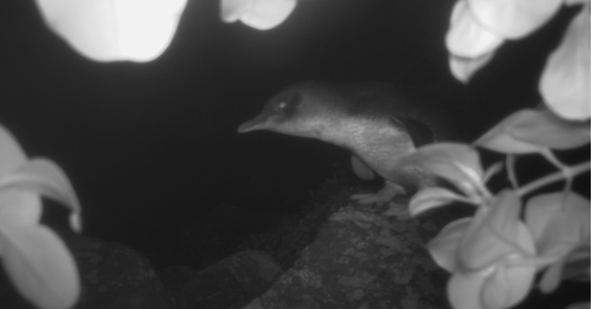 A black-and-white image of a little penguin