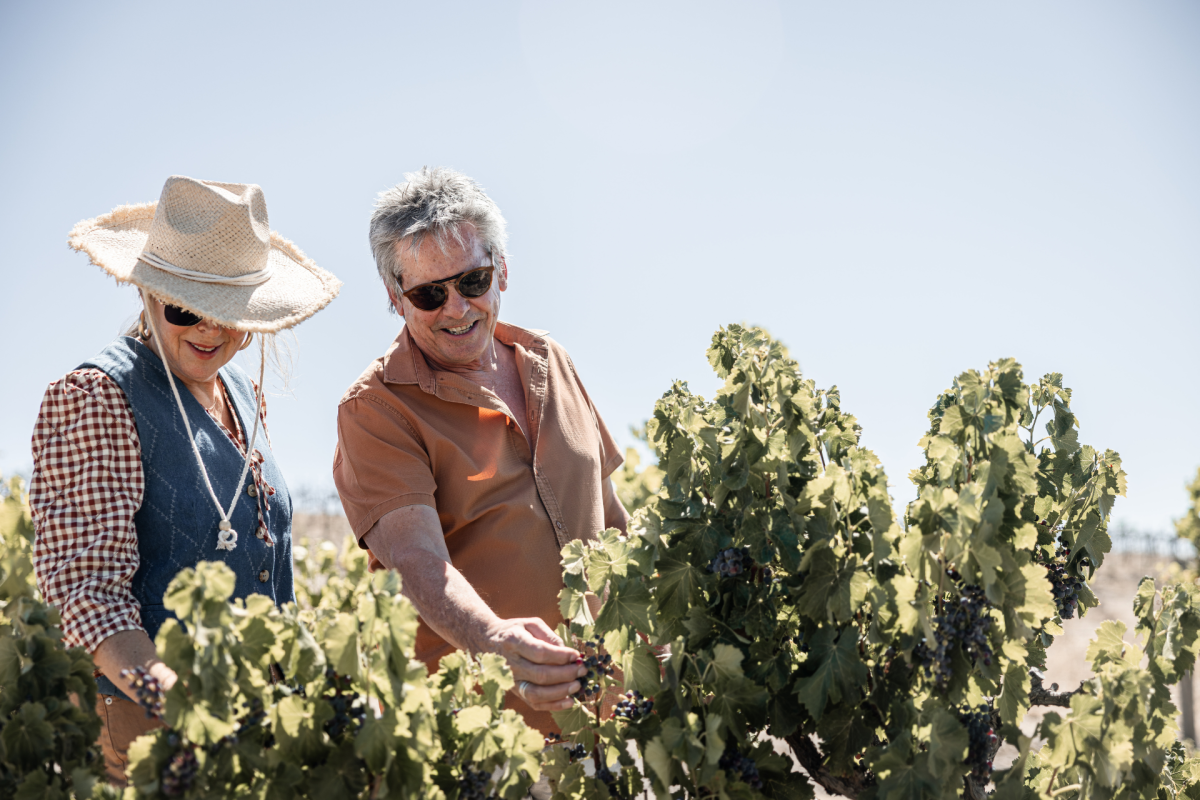 Man and woman looking at vines in a vineyard.