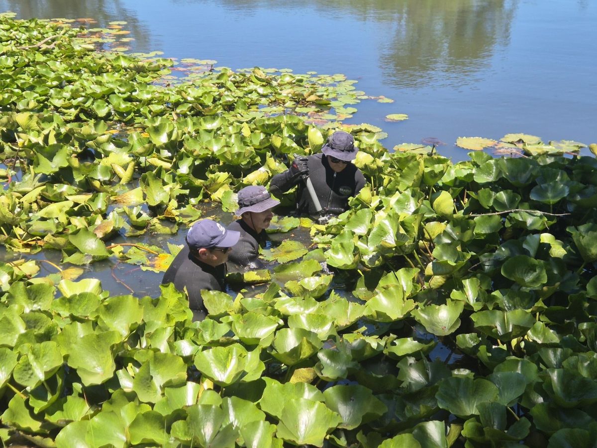 Three divers in black gear and hats standing in a wetland