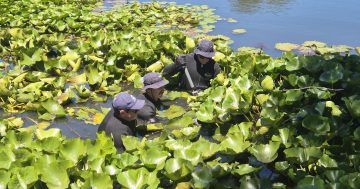WATCH: Tip-off leads police divers to search wetlands, property after alleged Bega stabbing